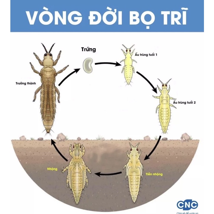 Tím diệt rệp và côn trùng Vi fu - dùng cho sen đá, xương rồng, lithops, bonsai, hoa sứ, cây hoa màui