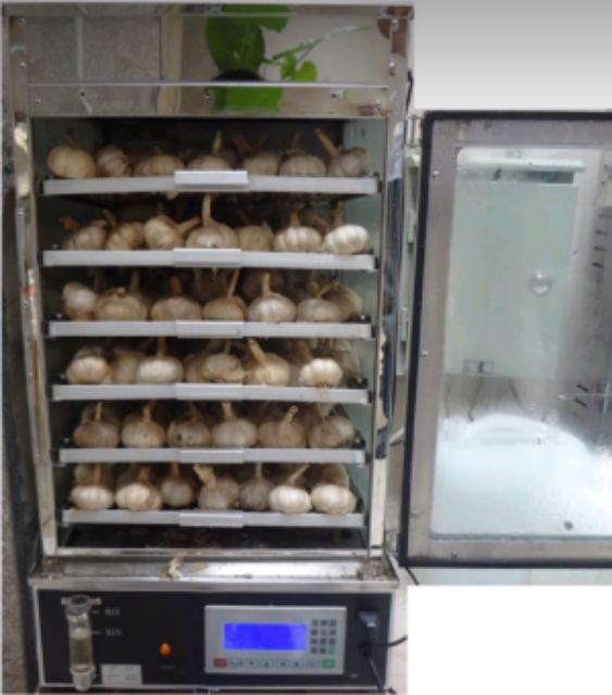 380k/kg Tỏi đen cô đơn | BigBuy360 - bigbuy360.vn