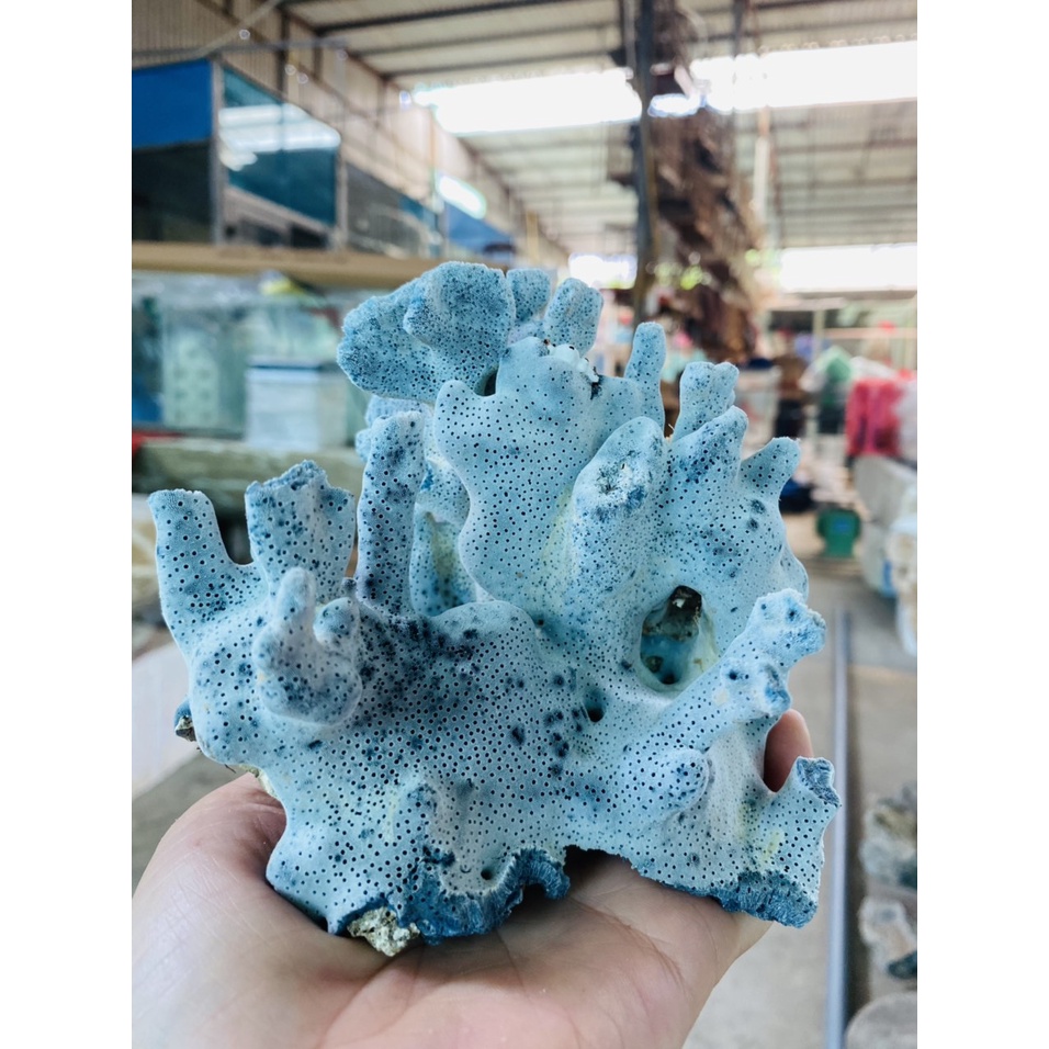 San hô Xanh  thiên nhiên ko hóa chất, nhuôm màu - Trang trí bể cá, hồ thủy sinh