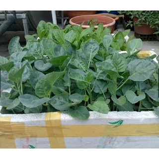 Hạt giống cải rổ