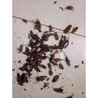 Thuốc Diệt Kiến Gián Sinh Học tận Gốc Loại 20ml