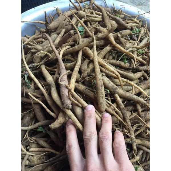 Đẳng sâm tươi Rừng Mường Tè 1kg