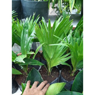 cây cọ ta cây trang trí