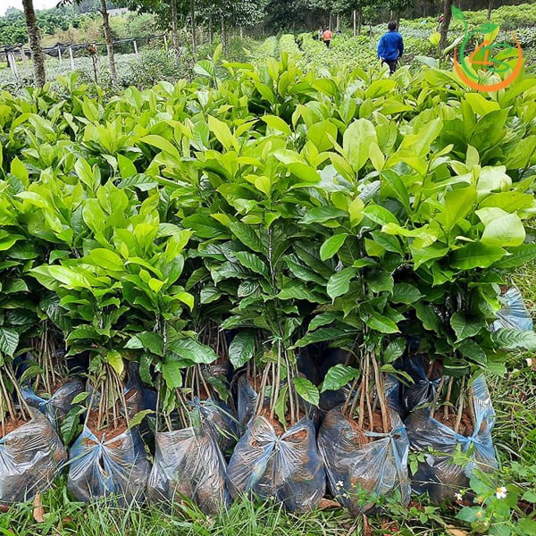 CÂY DỔI GIỐNG LẤY HẠT- LẤY GỖ - CHO QUẢ SAU 3 NĂM