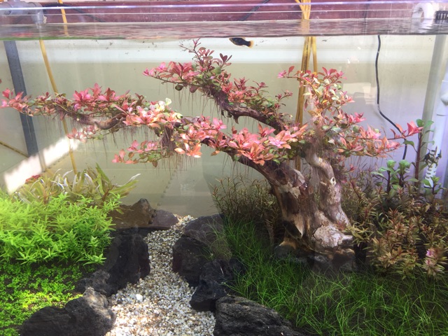 Bể cá thủy sinh Demo Thế Đào Tết