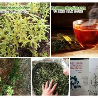 1kg cây thông đất