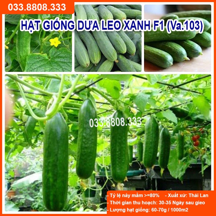 Hạt giống Dưa Leo Xanh F1 (VA.103) Chịu Nhiệt 1gram - Dưa Trồng Quanh Năm