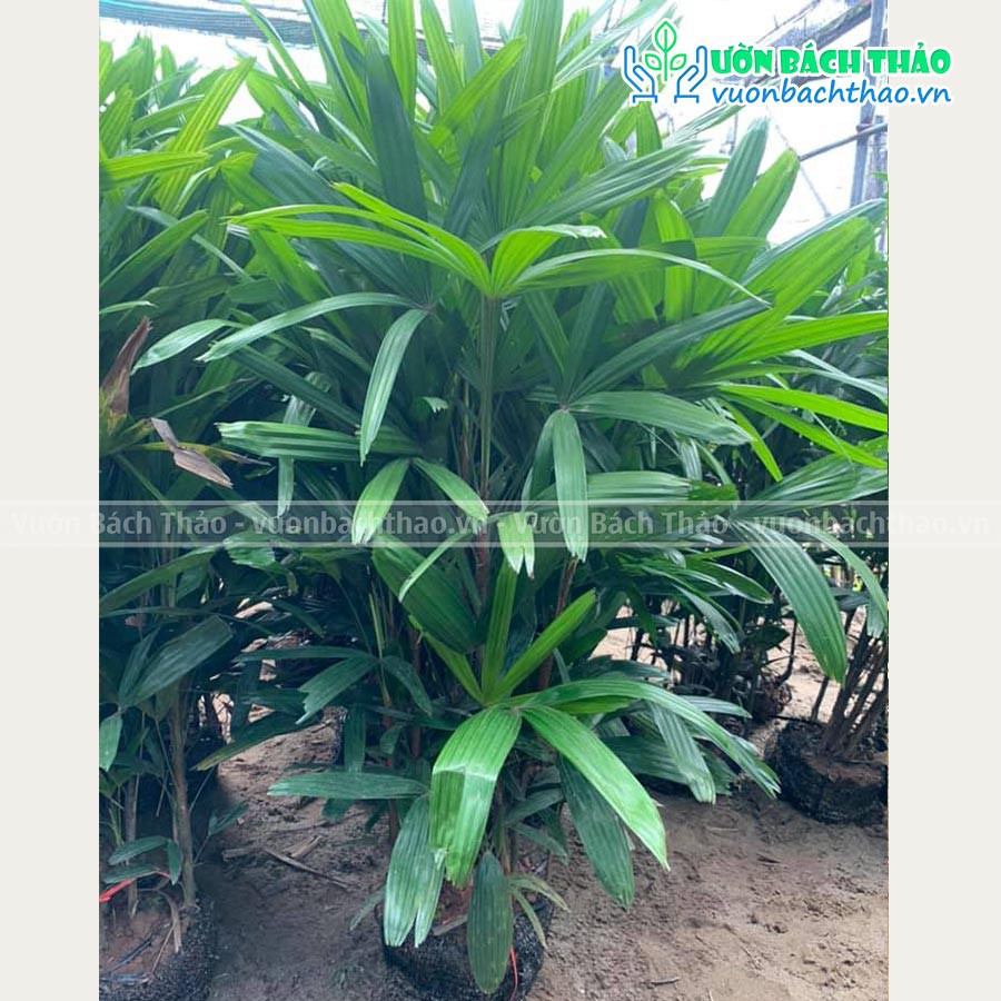 Cây trúc mây, cây mật cật bụi lớn cao 1-1.2m