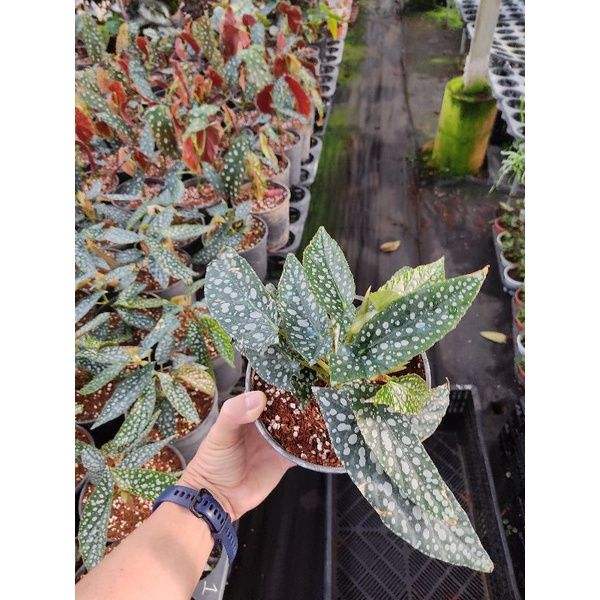 Chậu cứng Begonia white ice cực đẹp