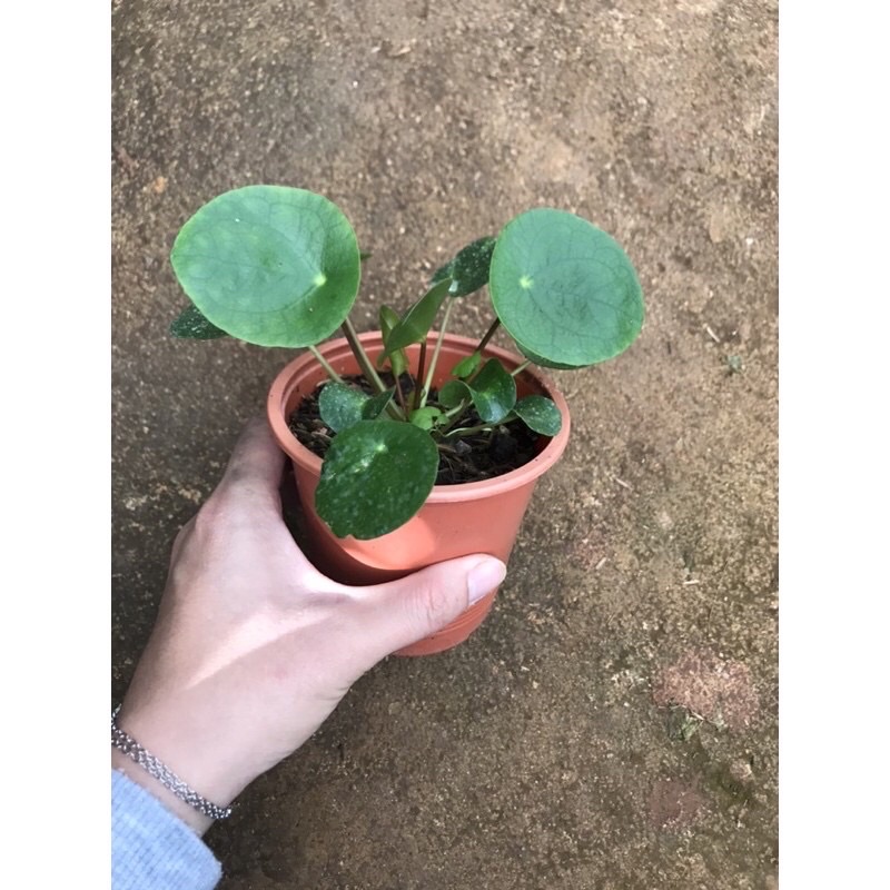 Cây Cỏ Gương sz nhỏ - Pilea Peperomiodies