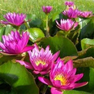 Hoa súng thai