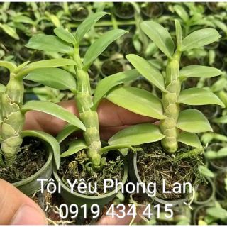 Chậu hoa lan giả hạc (phi điệp) lai gieo hạt hoa xổ số