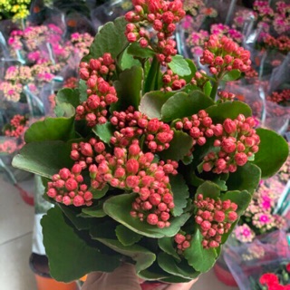 Cây sống đời đỏ lá kép