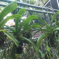 Phong lan ngọc điểm giò ghép gỗ
