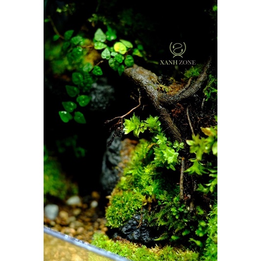 Dây leo lá nhỏ. vảy ốc minima, vảy ốc lá phong, set bình terrarium, gắn lũa, đá hồ bán cạn