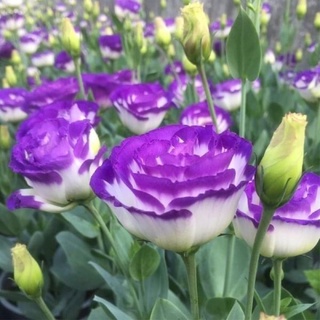 Chuẩn hoa tết 🌸hạt giống hoa cát tường