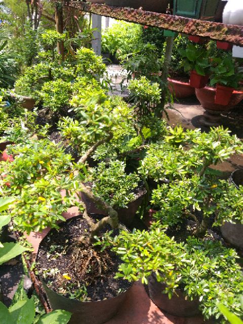 Linh sam bonsai thành phẩm