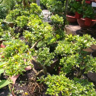 Linh sam bonsai thành phẩm