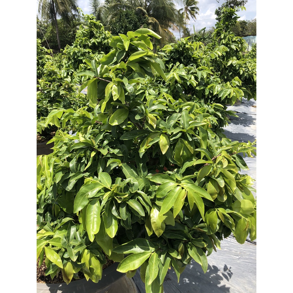 PHÂN BÓN KÍCH RỄ CỰC MẠNH SIMAKA HŨ 500G - ĐẺ NHÁNH NHIỀU, GIÂM CÀNH, CHIẾT CÀNH, TĂNG TRƯỞNG CÂY TRỒNG.