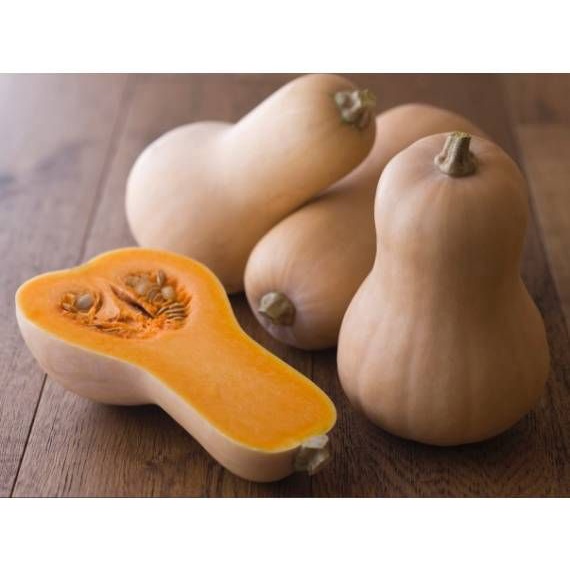 Hạt_Giống_Bí_Ngô_Mật_Butter 15 hạt ( tặng kèm kích mầm và phân bón )