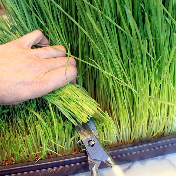 Hạt Giống Cỏ Lúa Mì (Mầm Lúa Mạch) Dễ Trông, Thơm Ngon Gói 10gr