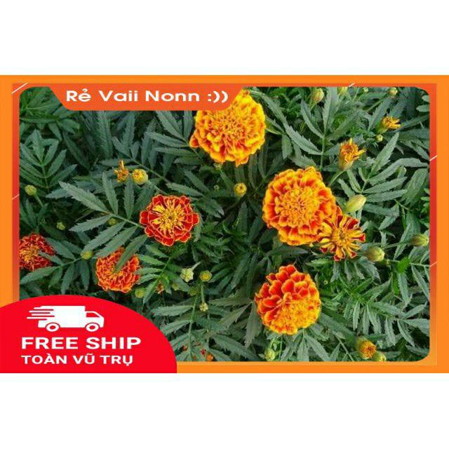 FLASH SALE Cúc vạn thọ pháp