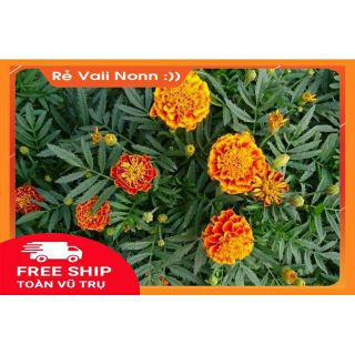 Flash sale cúc vạn thọ pháp