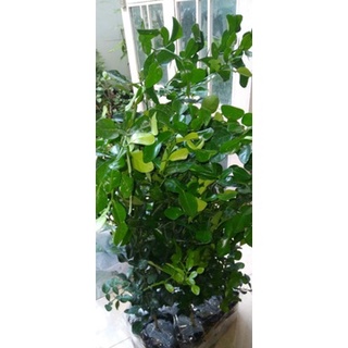 Cây Chanh chúc Thái lan cây đẹp.