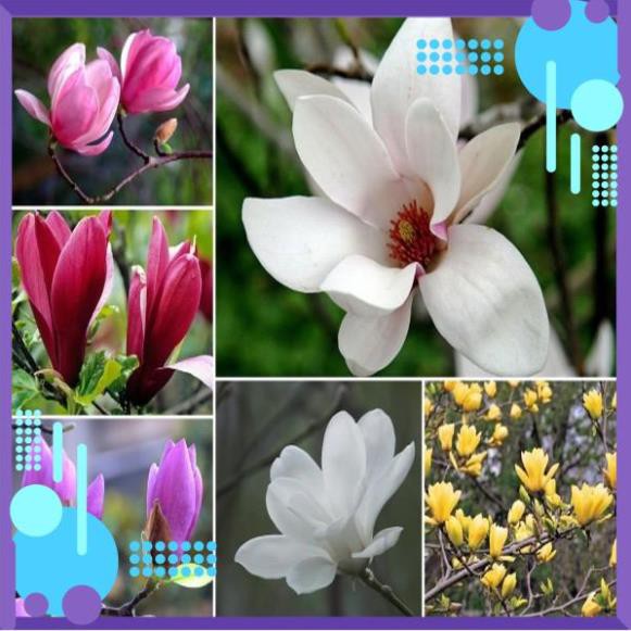 Hạt Giống Hoa Mộc Lan mix .