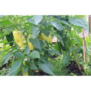 Ớt đùi gà giống Thái Lan