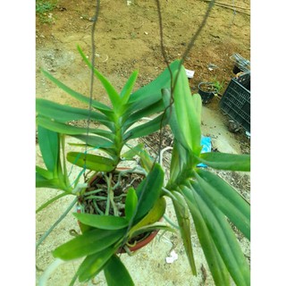 [FREESHIP - Xả Khô Máu] Hoa lan Giáng hương môi quạt(cây to 30cm/1 thân)