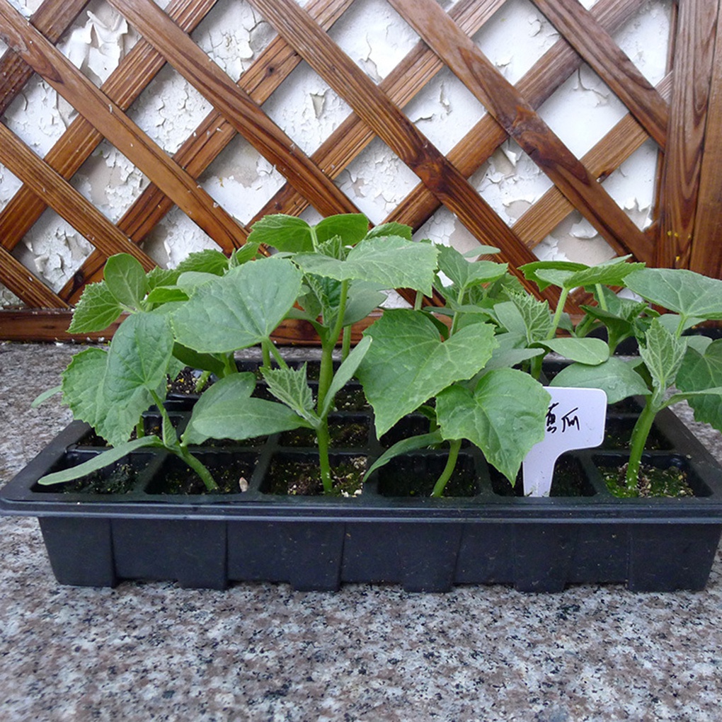 Set khay ươm hạt giống 24 lỗ tiện lợi