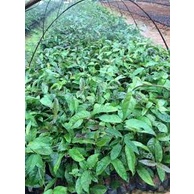 CÂY CÁT SÂM GIỐNG - BÁN SỈ