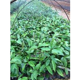 CÂY CÁT SÂM GIỐNG