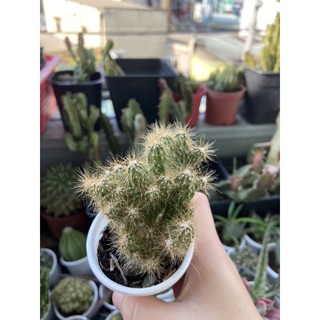 XƯƠNG RỒNG MAMI NHÍM