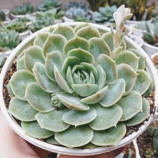 Cây Sen đá ngọc bích cỡ to_ Trang Trí Decor