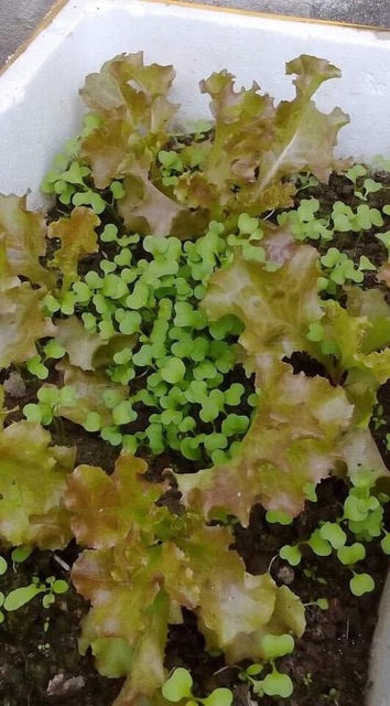Hạt giống xà lách xoăn tím Thái lan