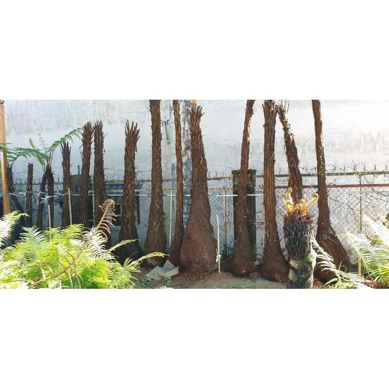 Cây quyết cổ đại làm sân vườn cây cao 2,5 mét