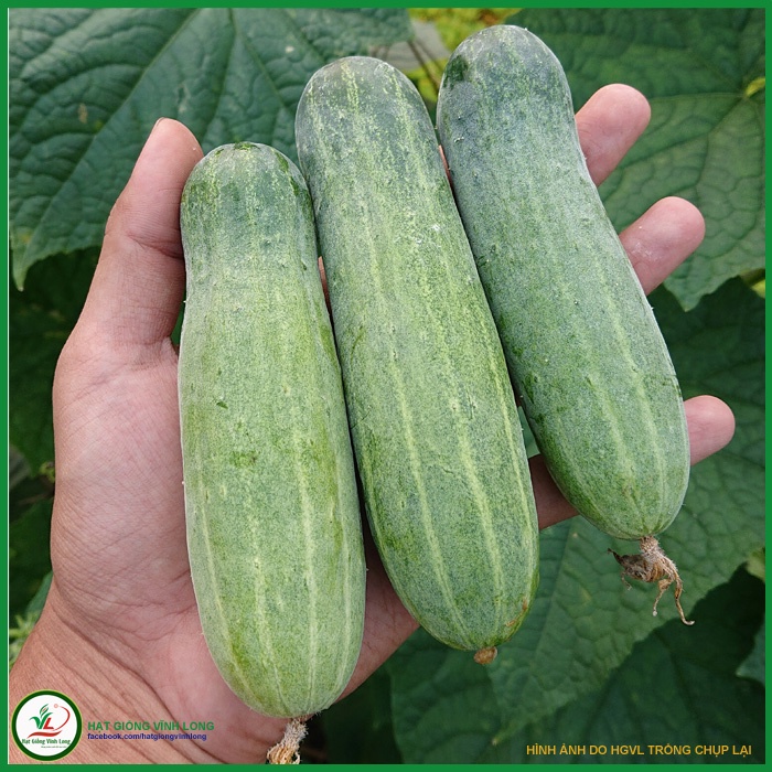 Hạt giống Dưa leo F1 PATTAYA - 0,6g
