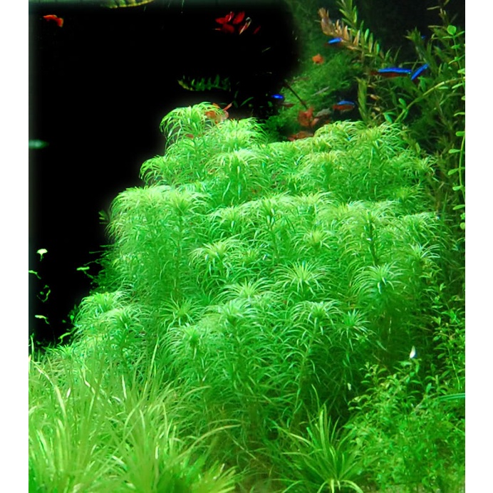 Cây Tonia_Thái dương thảo _Cây thủy sinh Cắt Cắm full lá nước