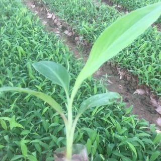 Cây  chuối  tây thái - chuối  tây thái Lùn