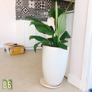 Decal gạch bông đẹp nhất