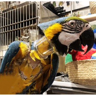 [Pipibird] Vẹt Cổ Chống Cắn Chống Cắn Terry Cổ Chống Đâm Cổ Chim Vẹt Cắn Lông Vẹt Pecking Đồ Chuẩn Bị Cắn Lông Vũ Pecking Lông Vũ