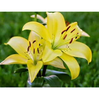Củ ly lùn thơm, Củ TULIP Hà Lan mix đủ màu