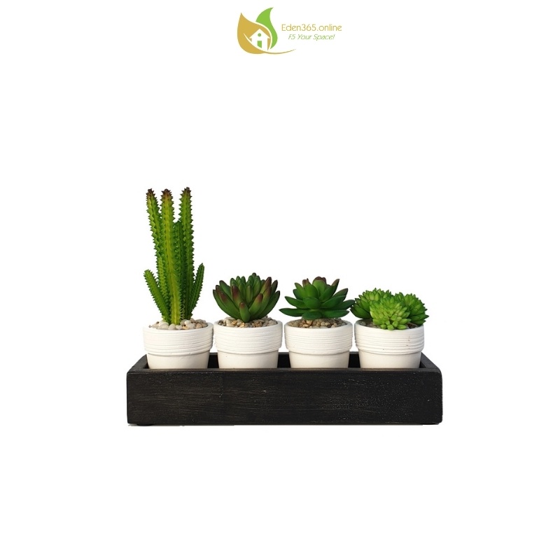 Chậu cây sen đá tiểu cảnh mini để bàn, chậu hoa sen đá với khay gỗ - Quà tặng sinh nhật, bạn bè, đồng nghiệp - Kute Nest