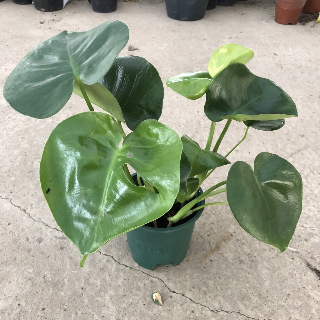 Cây trầu bà lá xẻ (trầu bà monstera) cỡ vừa, Chiều cao 35-40cm lá to đẹp bắt mắt dễ trồng thích hợp trang trí nội thất