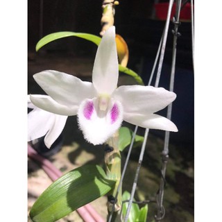 [SP NHƯ H2] 1 kei lan 5ct phú thọ hàng ươm kei từ cây gieo hạt