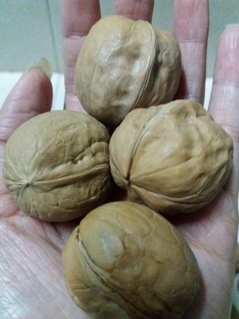 Óc chó khô núi rừng sapa 1 kg