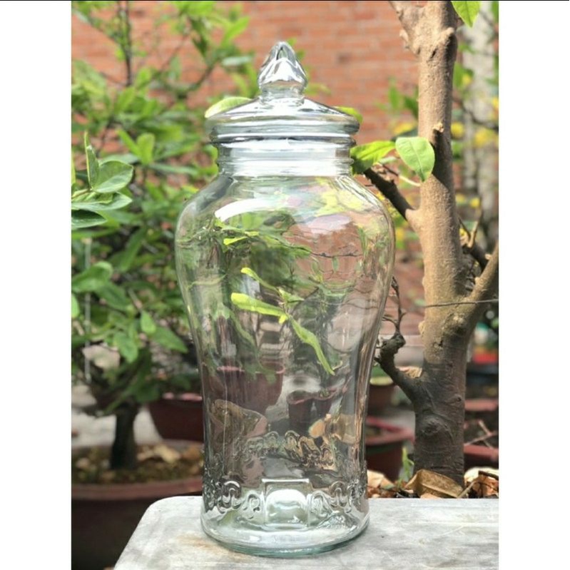 Bình thủy tinh 6 lít sâm chân mây  &  *BAO BỂ VỠ*