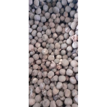 500 gram hạt giống tếch